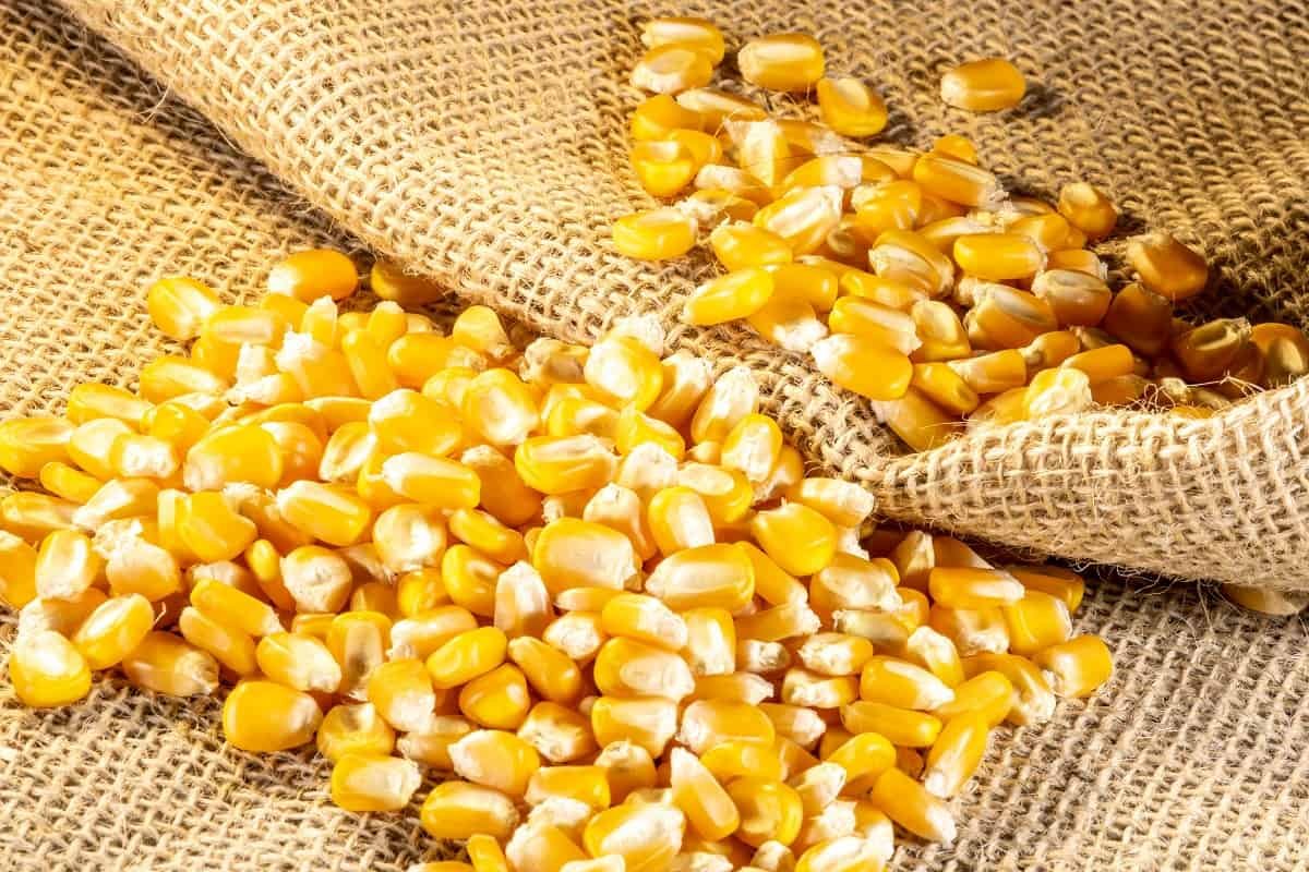 previsao-do-preco-do-milho-2021